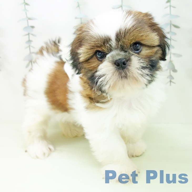 シー・ズーの写真2