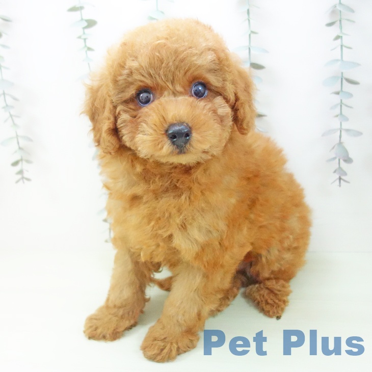 トイ・プードルの写真2