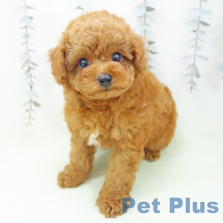 トイ・プードル