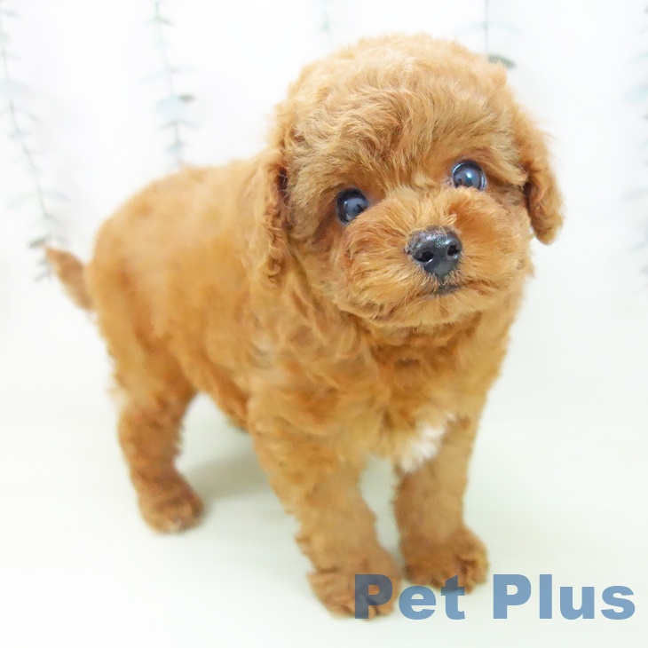 トイ・プードルの写真2