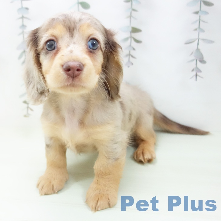 ミニチュア・ダックスフンドの写真2