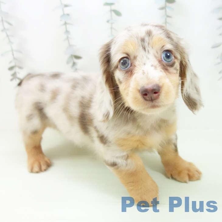 ミニチュア・ダックスフンド