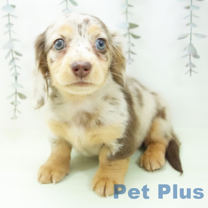 ミニチュア・ダックスフンドの写真2