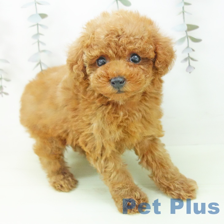 トイ・プードルの写真2