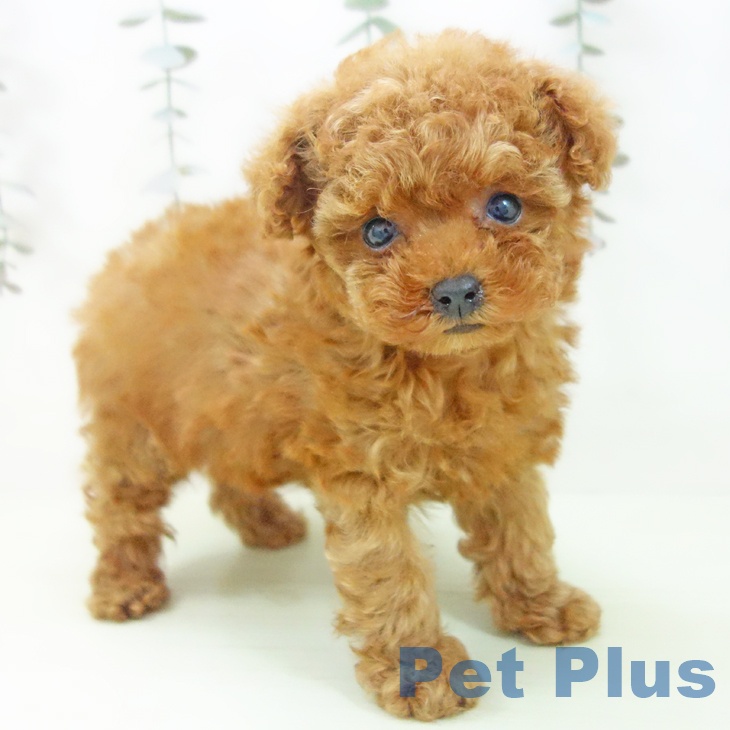 トイ・プードル