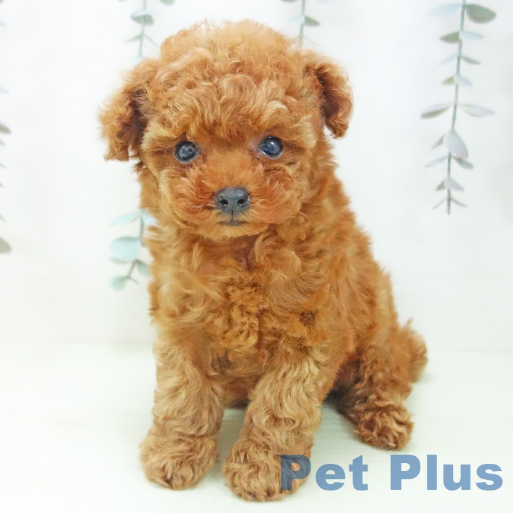 トイ・プードルの写真2