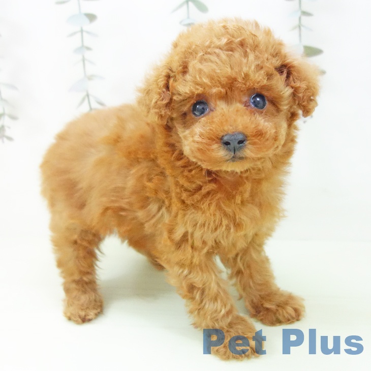 トイ・プードル