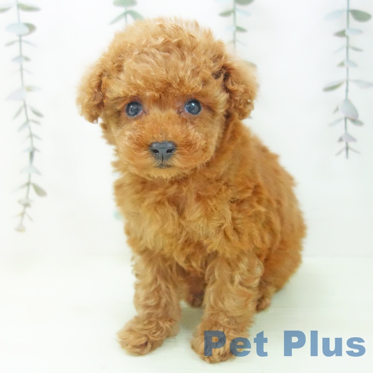 トイ・プードルの写真2