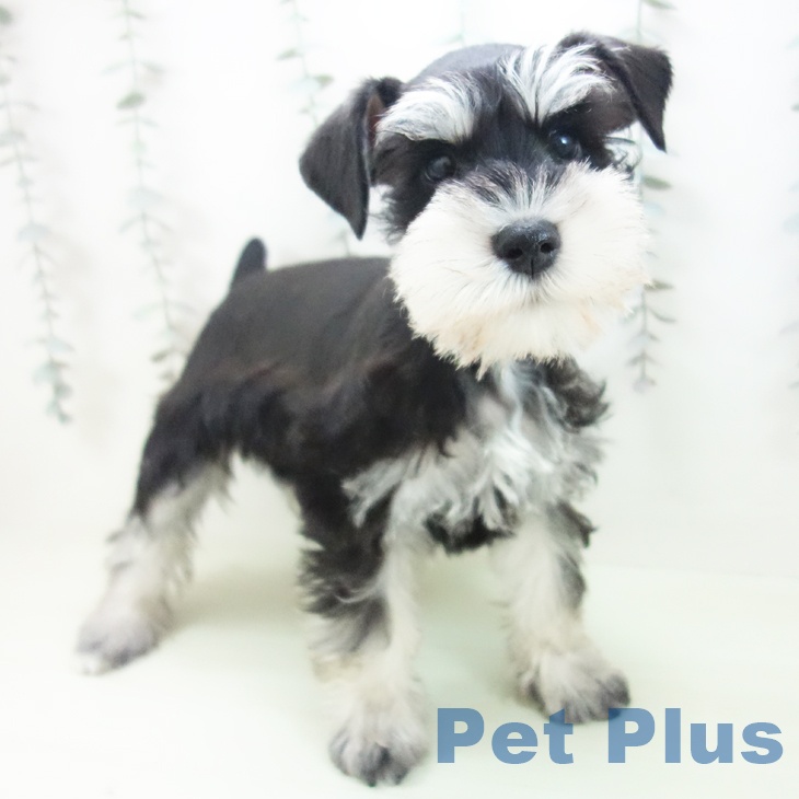 ミニチュア・シュナウザーの写真2