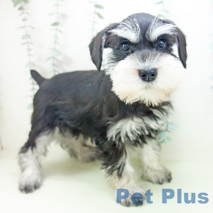 ミニチュア・シュナウザーの写真2