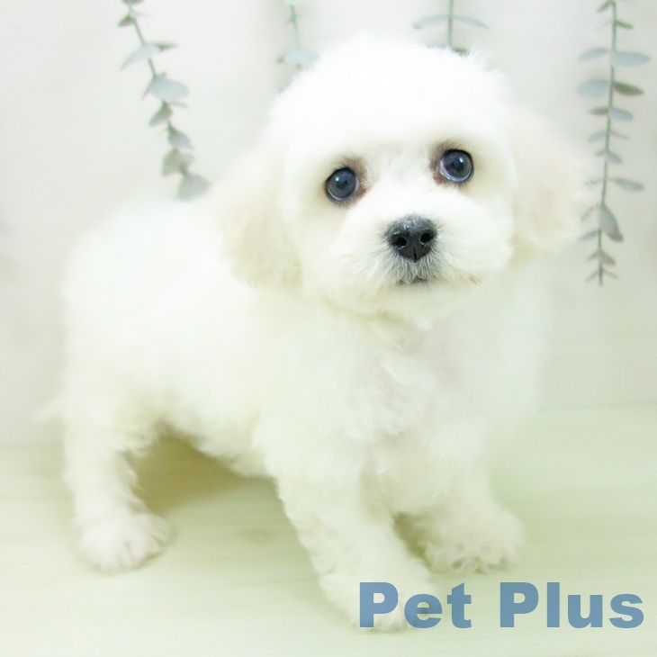 ビション・フリーゼ