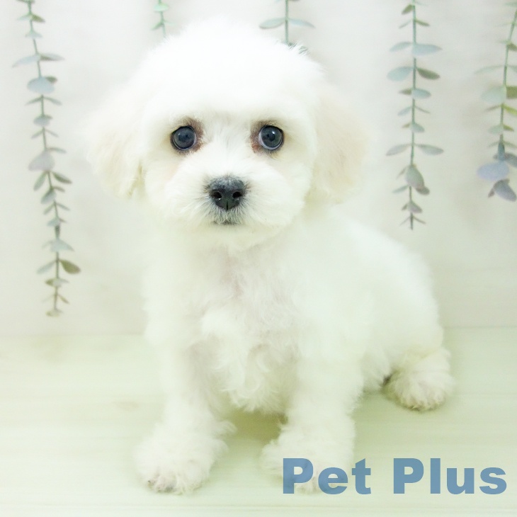 ビション・フリーゼの写真2