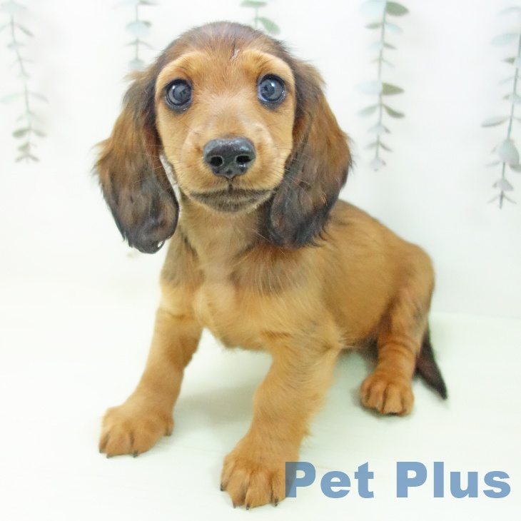 ミニチュア・ダックスフンド