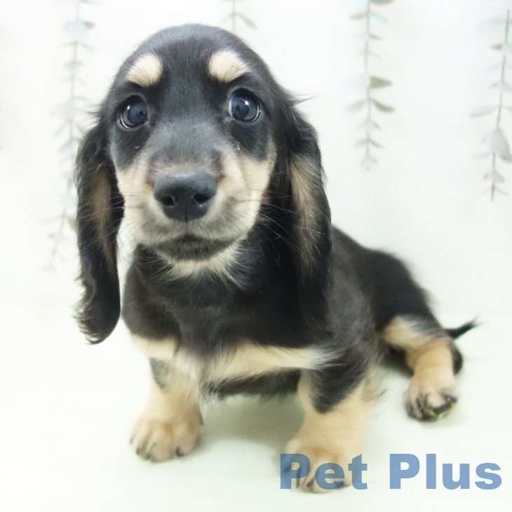 ミニチュア・ダックスフンド