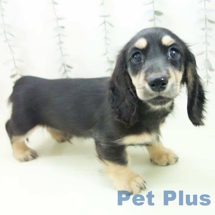 ミニチュア・ダックスフンドの写真2