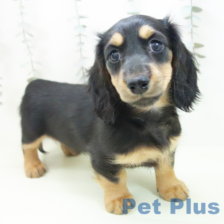 ミニチュア・ダックスフンド