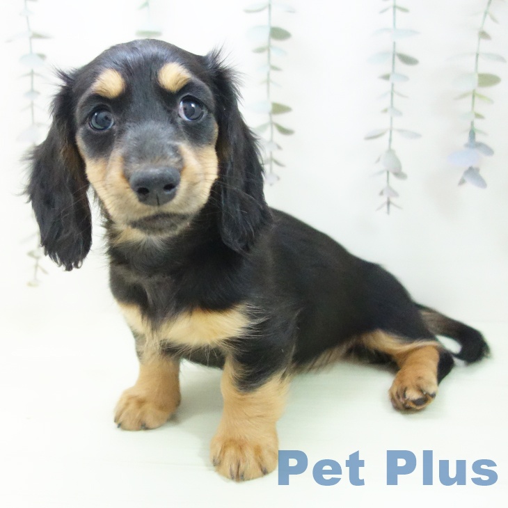 ミニチュア・ダックスフンドの写真2