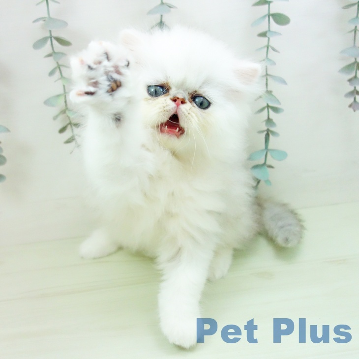 ペルシャの写真2