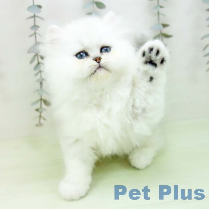 ペルシャの写真2