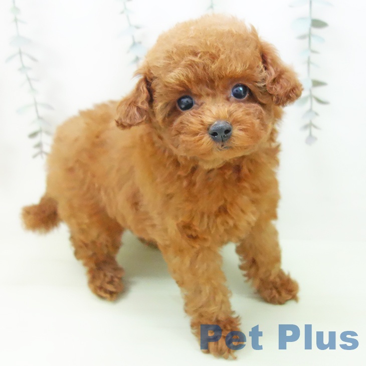 トイ・プードル