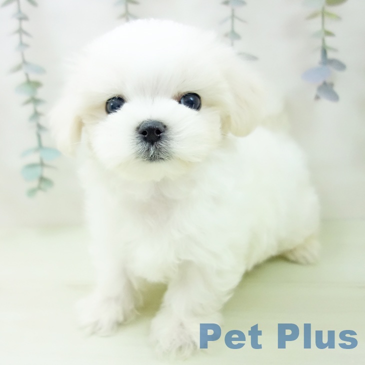 マルチーズの写真2