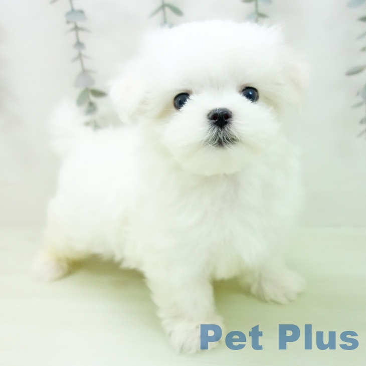 マルチーズの写真2