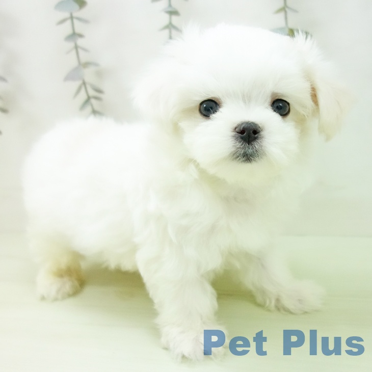 マルチーズの写真2