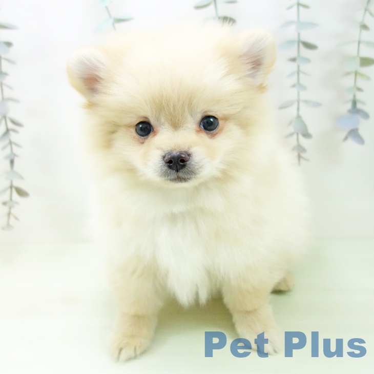 ポメラニアンの写真2