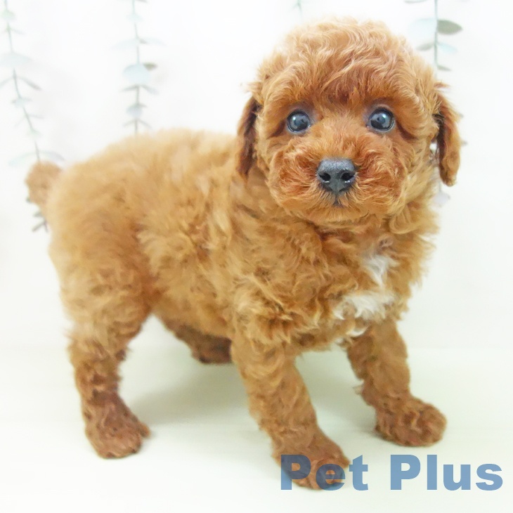 トイ・プードル