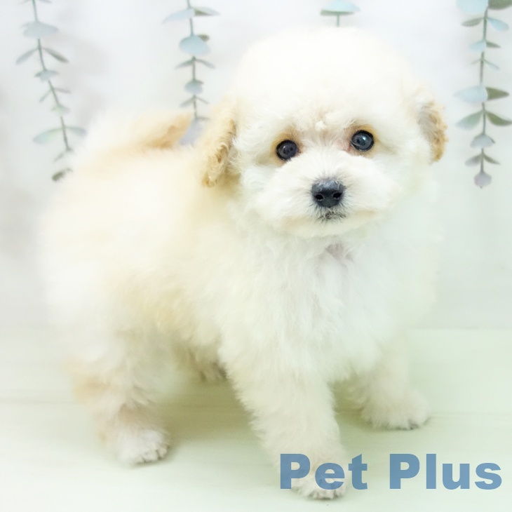 トイ・プードル