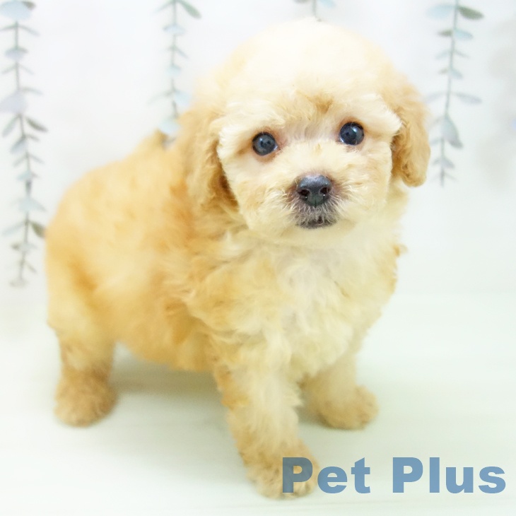 トイ・プードル