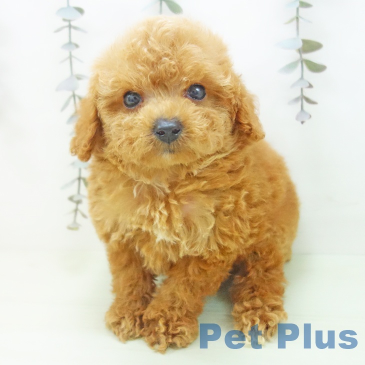 トイ・プードル