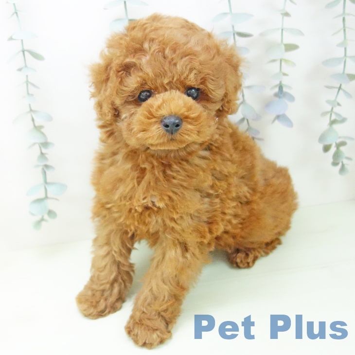 トイ・プードルの写真2