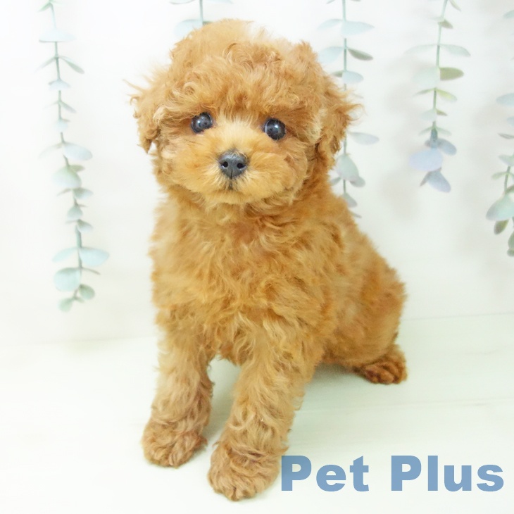 トイ・プードル