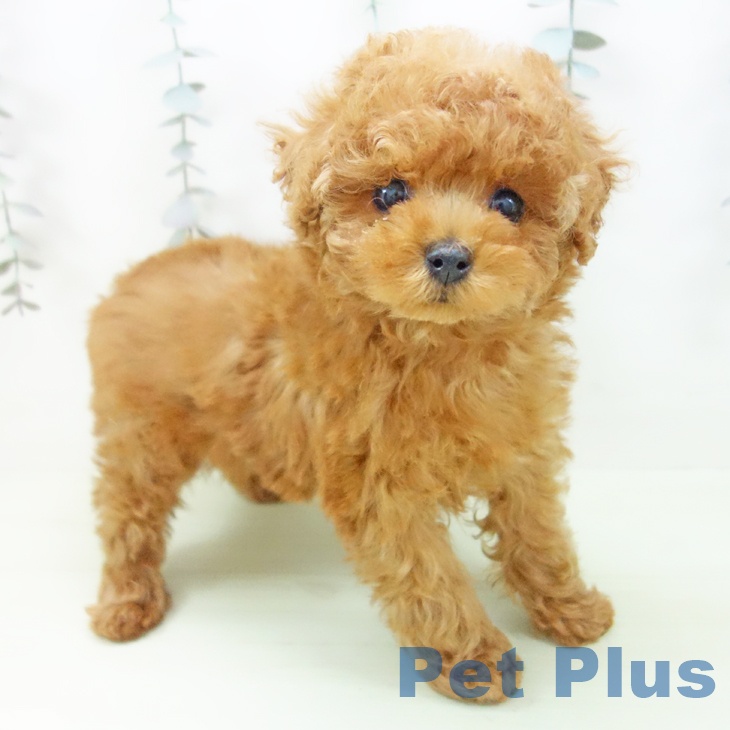 トイ・プードルの写真2