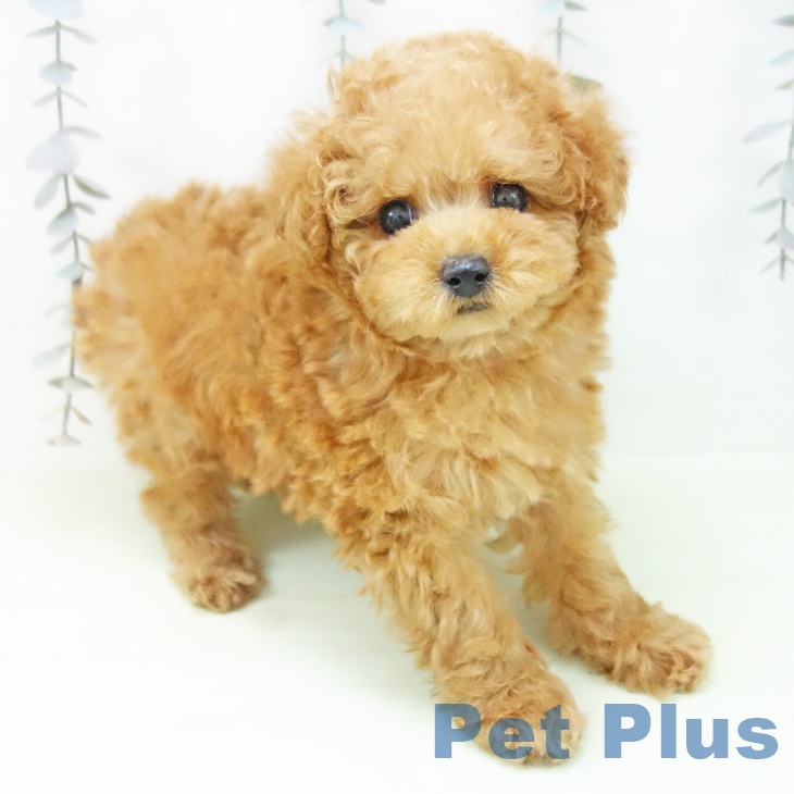 トイ・プードル