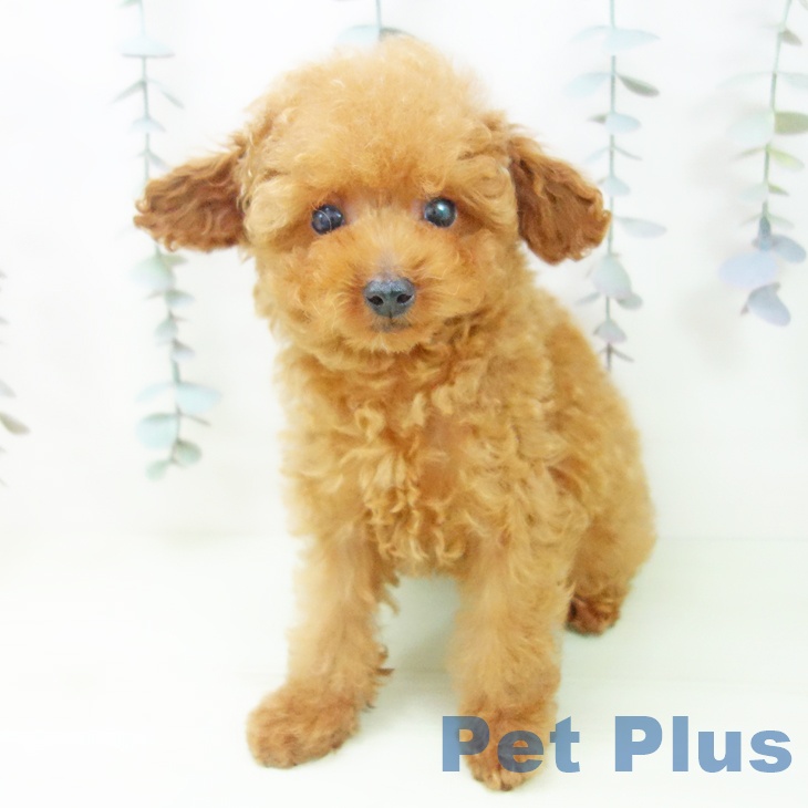 トイ・プードルの写真2