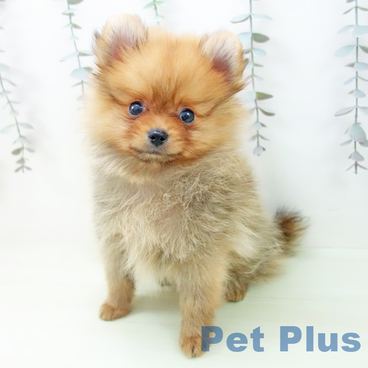 ポメラニアンの写真2