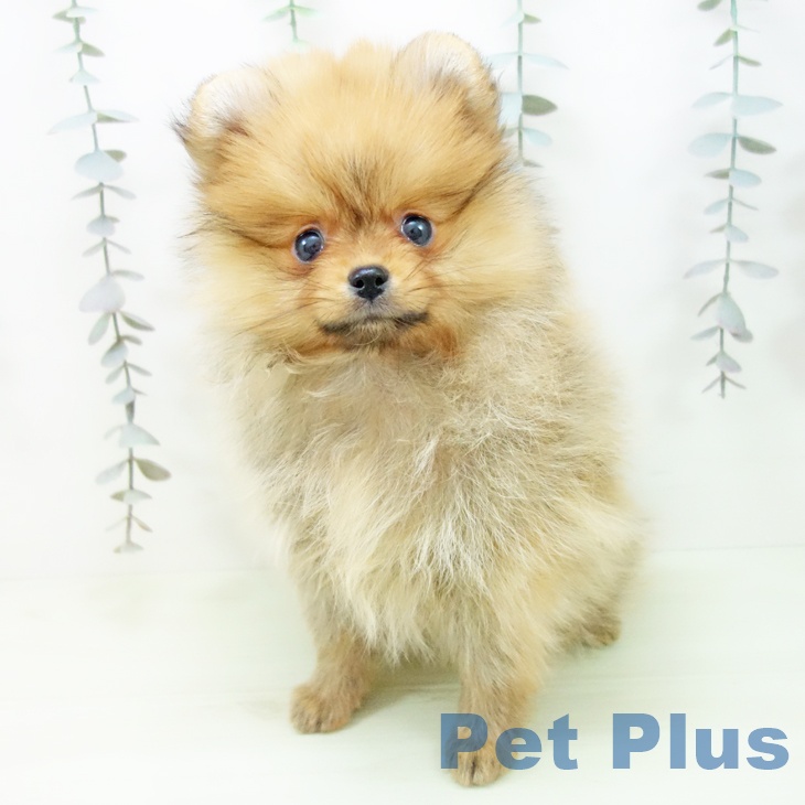 ポメラニアンの写真2