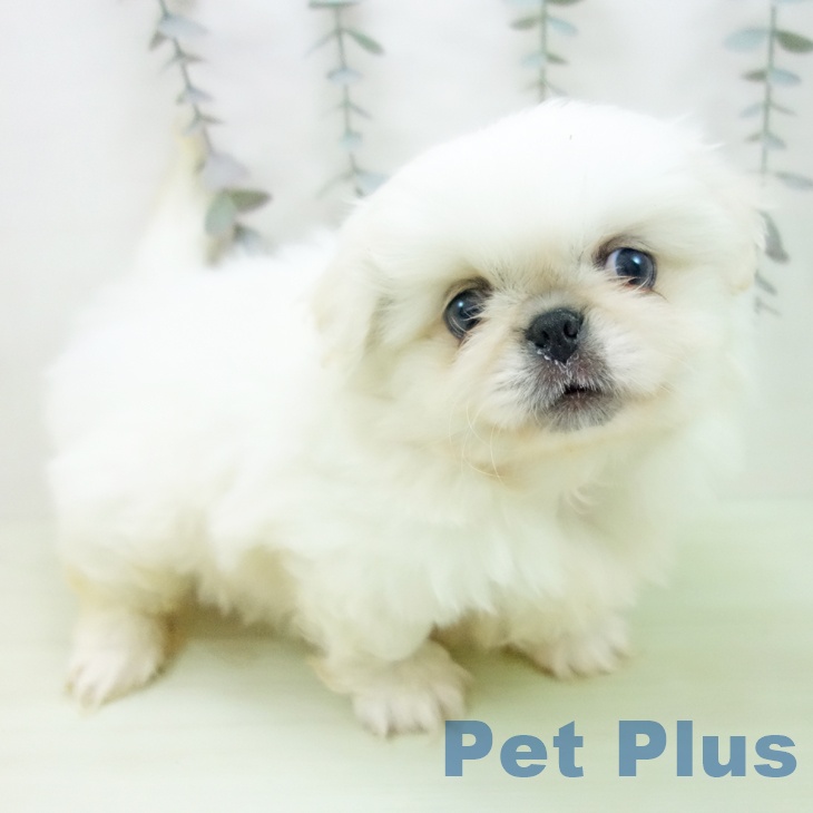 ペキニーズの写真2