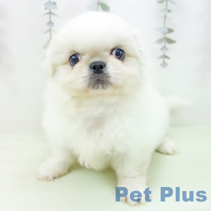 ペキニーズの写真2