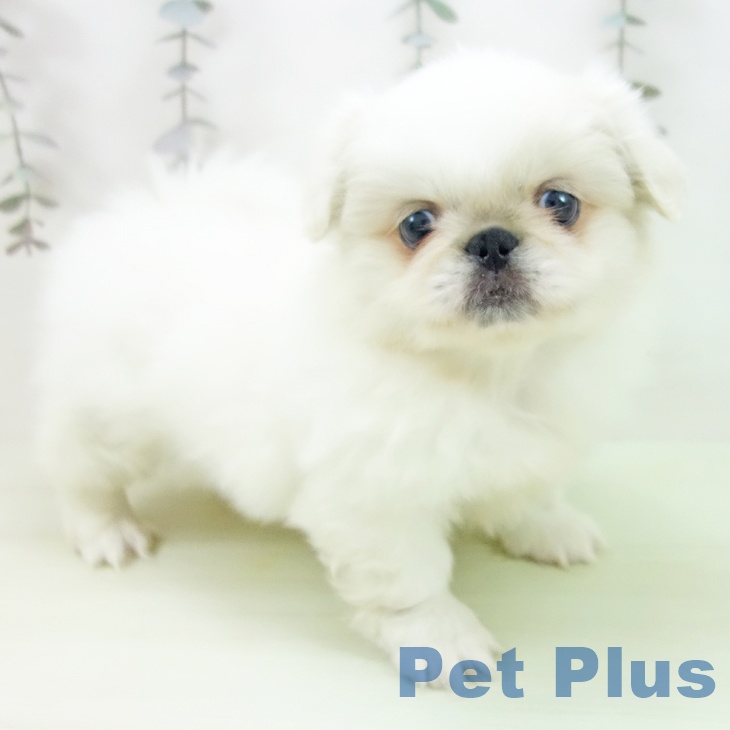 ペキニーズの写真2