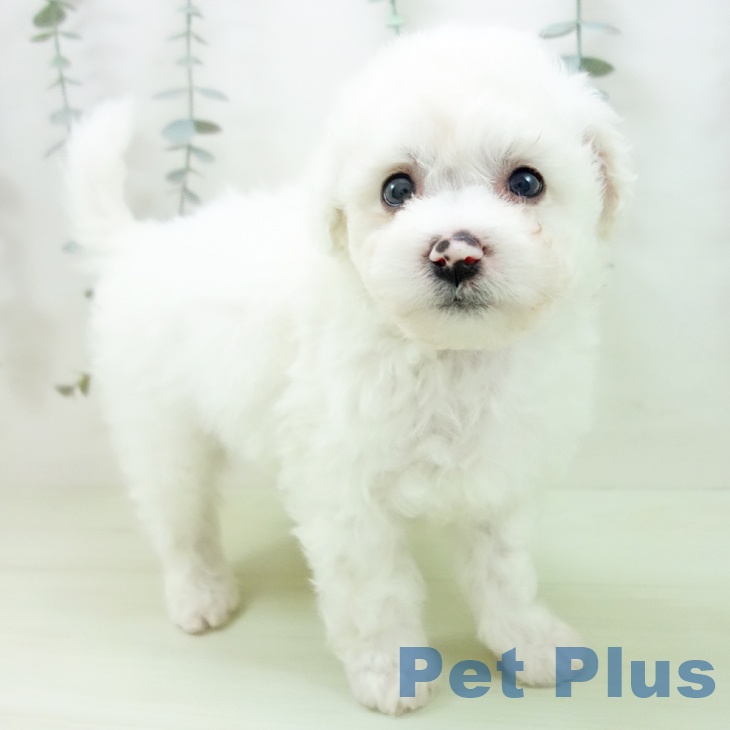 ビション・フリーゼ