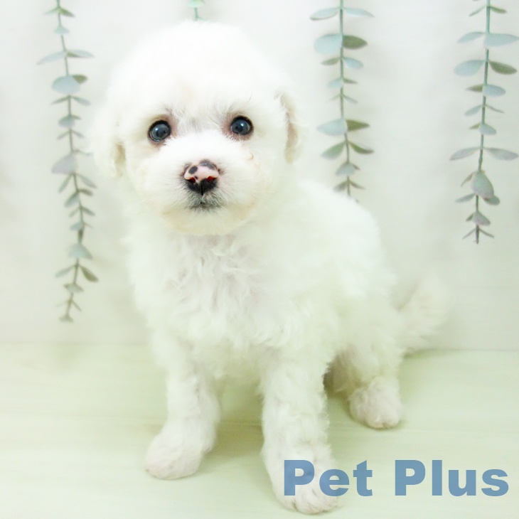 ビション・フリーゼの写真2