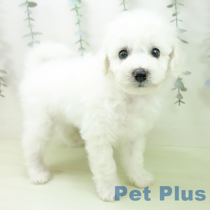 ビション・フリーゼ