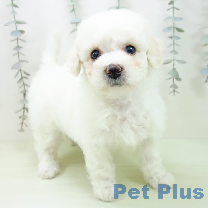 ビション・フリーゼ