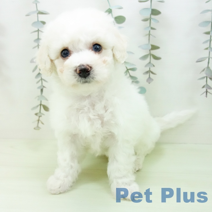 ビション・フリーゼの写真2