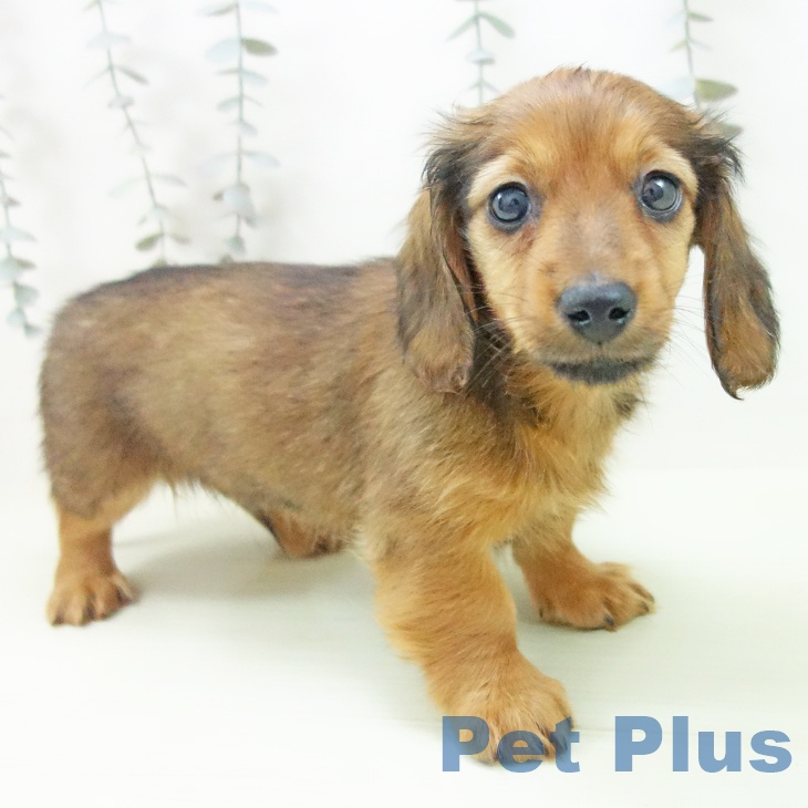 ミニチュア・ダックスフンド