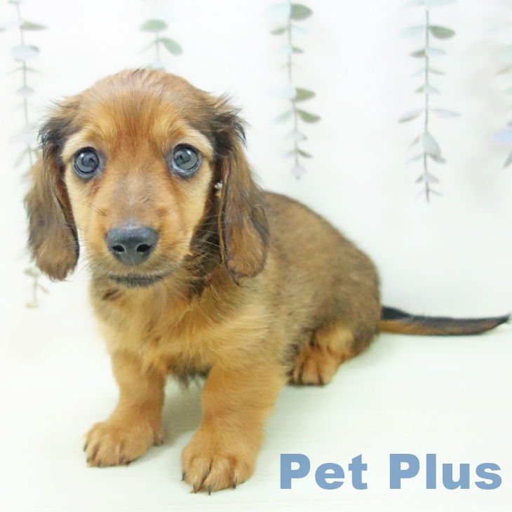 ミニチュア・ダックスフンドの写真2