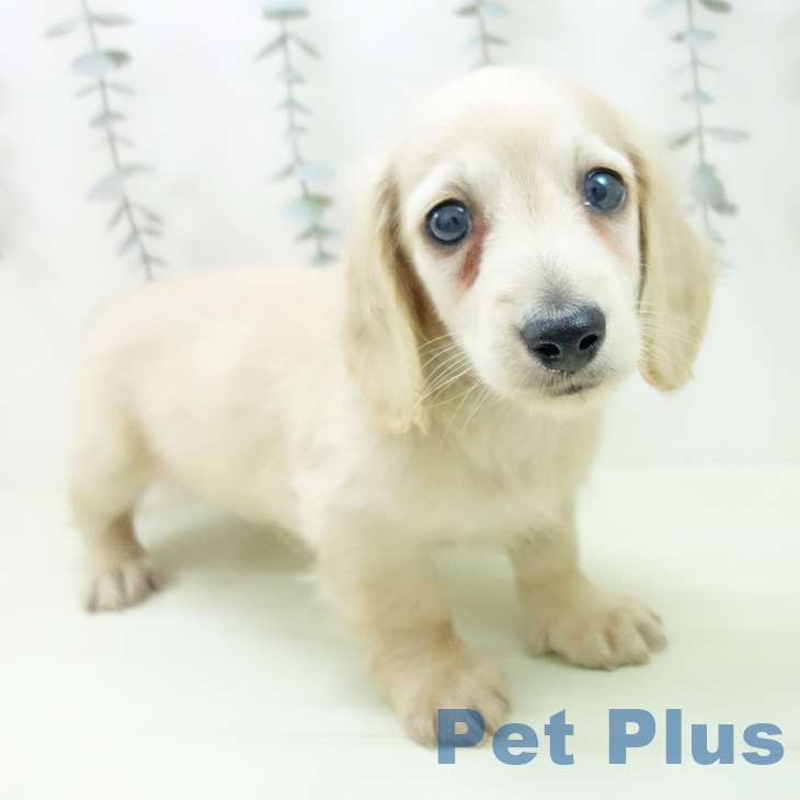 ミニチュア・ダックスフンドの写真2